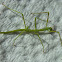 Margin winged stick insect