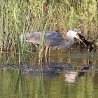 Great Blue Heron