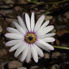 petals by Alan Reardon - Flowers Single Flower