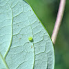 Snowberry Clearwing Moth Egg