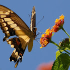 King Swallowtail or Thoas Swallowtail
