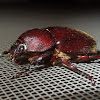 Rhinoceros Beetle (female)