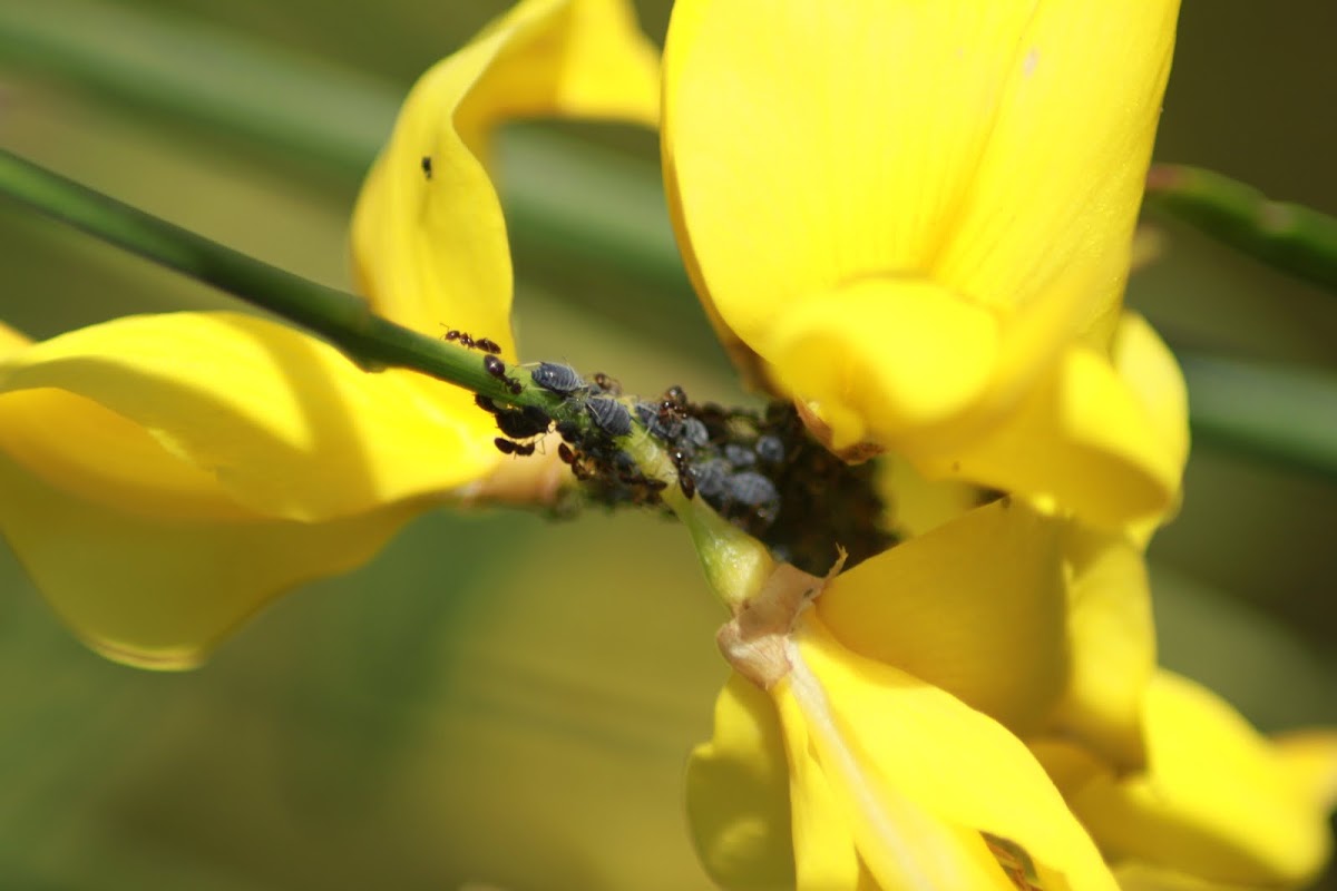 black bean aphid