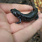 Blue spotted salamander