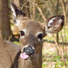 White-tailed deer