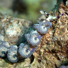 Blue dragon nudibranch