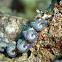 Blue dragon nudibranch