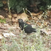 Common blackbird, kos