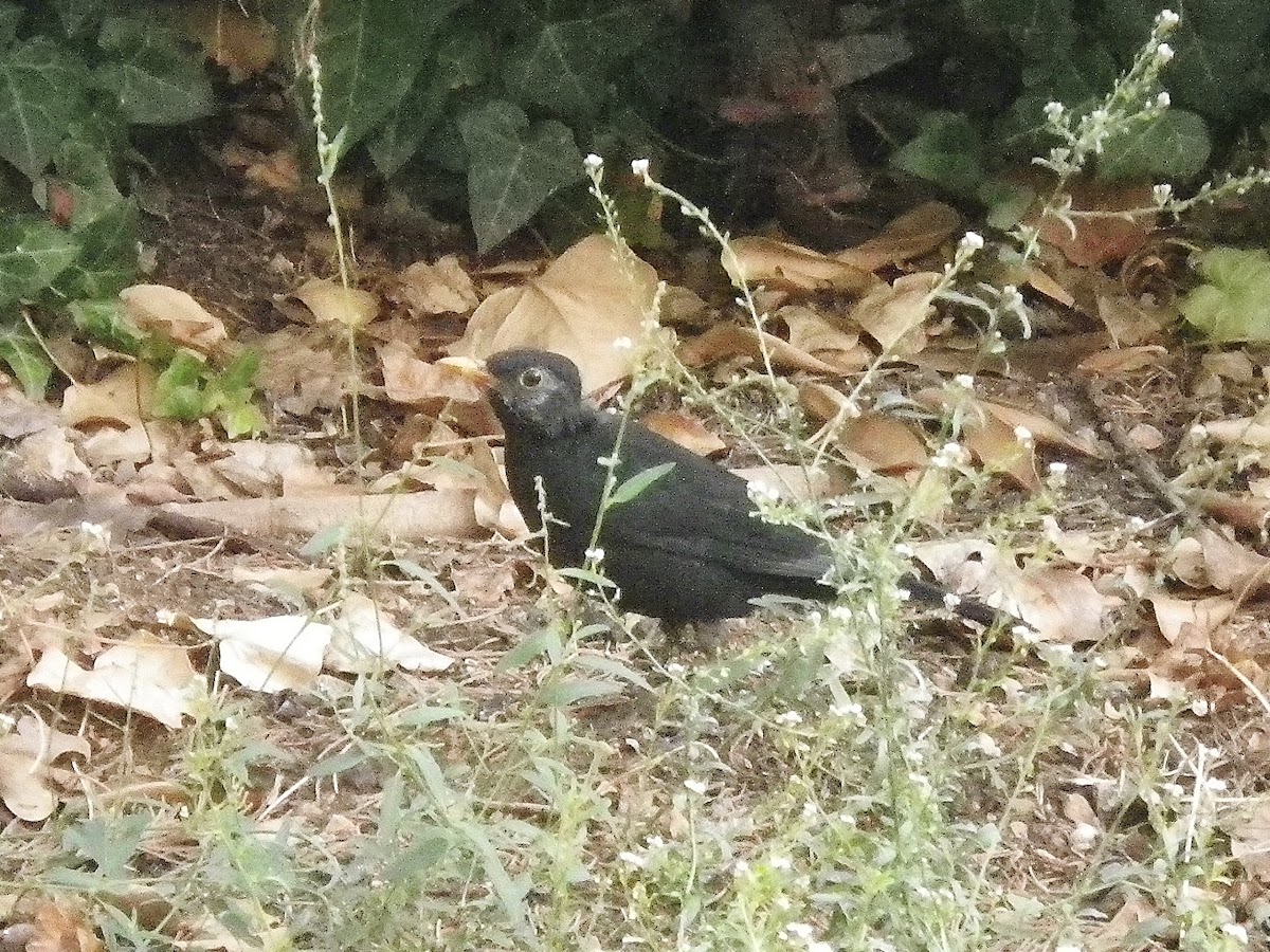 Common blackbird, kos