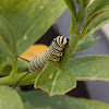 Monarch Butterfly caterpillar