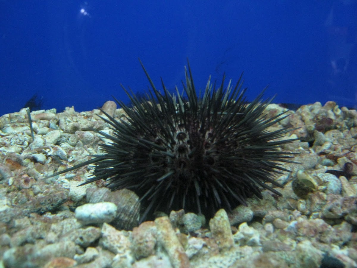 Sea Urchin