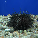 Sea Urchin