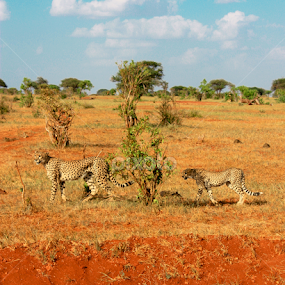 by John Cooper - Animals Lions, Tigers & Big Cats