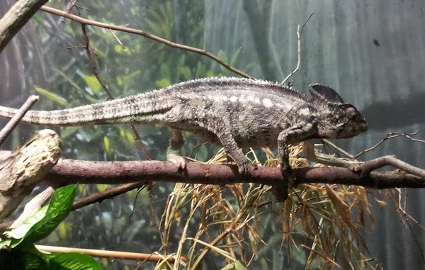 Oustalet's chameleon | Project Noah
