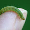 Leaf-roller moth caterpillar