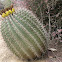 Emory's Barrel Cactus