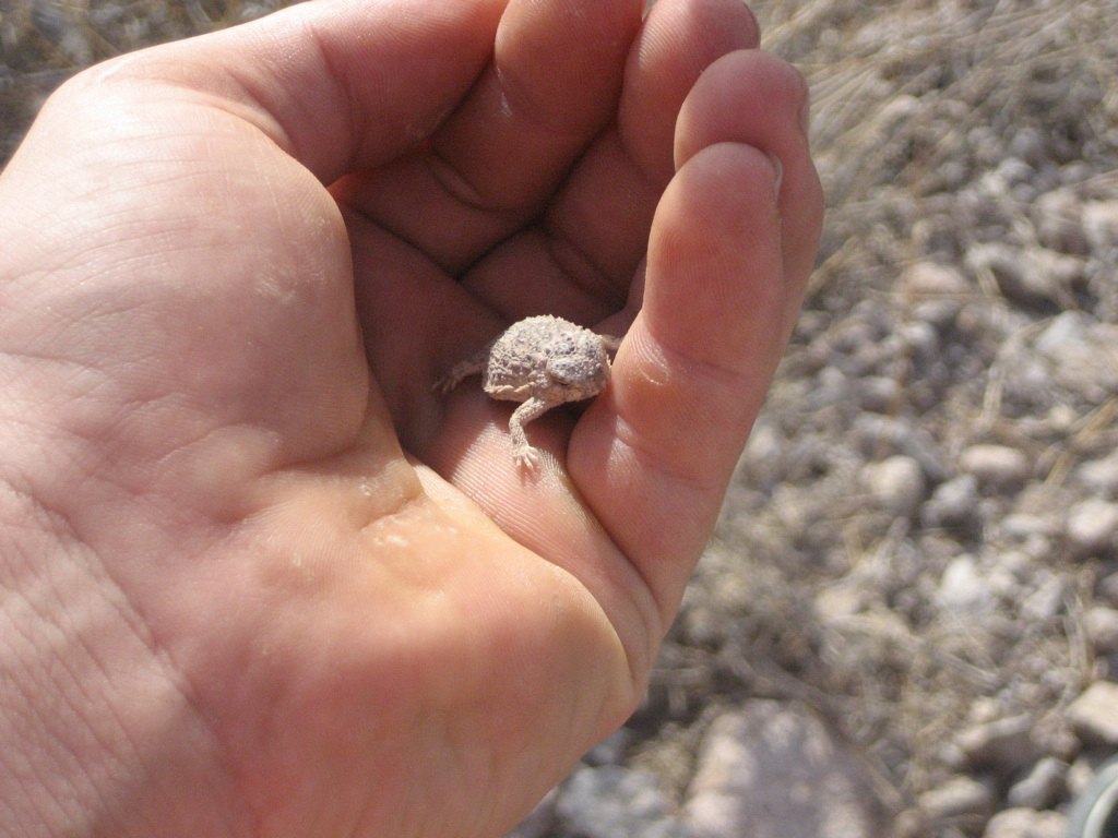 Baby horny toad