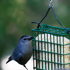 Gray Catbird