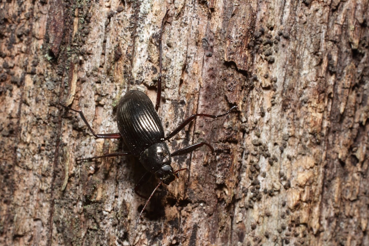 tree beetle(Kimawari)