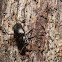 tree beetle(Kimawari)