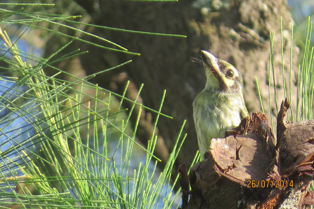 Coppersmith Barbet (baby)