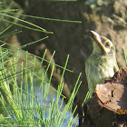 Coppersmith Barbet (baby)