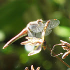 Striped Meadowhawk dragonfly