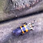 Tomentose Burying Beetle