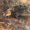 Karoo Bush Rat