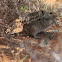 Karoo Bush Rat