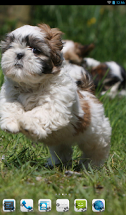 How to install Shih Tzu - Theme - Nova/ADW/GO 3.0 mod apk for pc