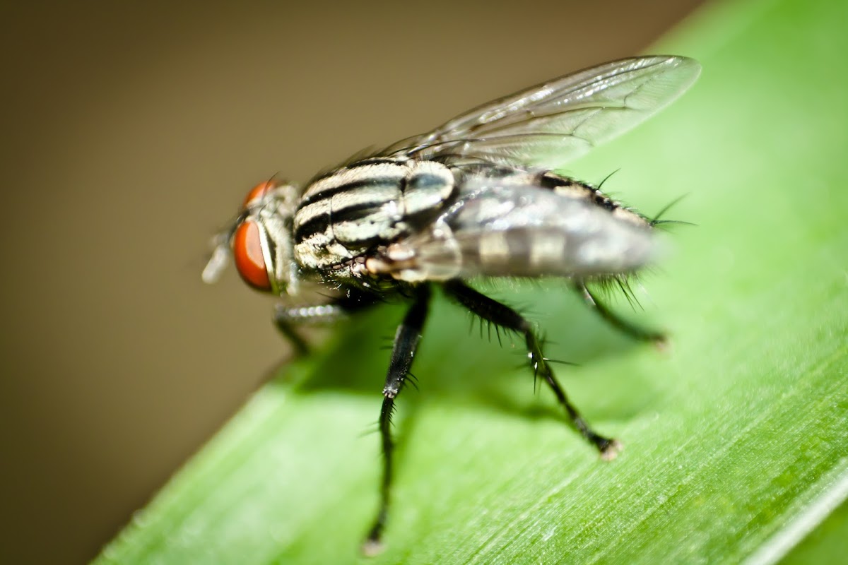 Flesh-fly