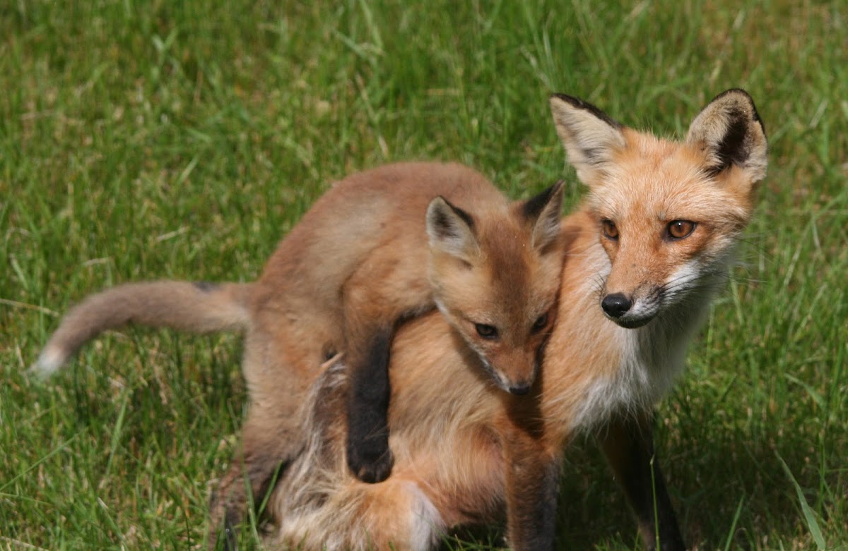 American Red Foxes