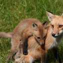 American Red Foxes