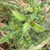 Spotted Cucumber Beetle