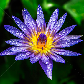 by Asher Jr Salvan - Flowers Single Flower
