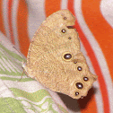 COMMON EVENING BROWN