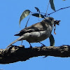 Grey Shrike-thrush (Jock Whitty) with frog
