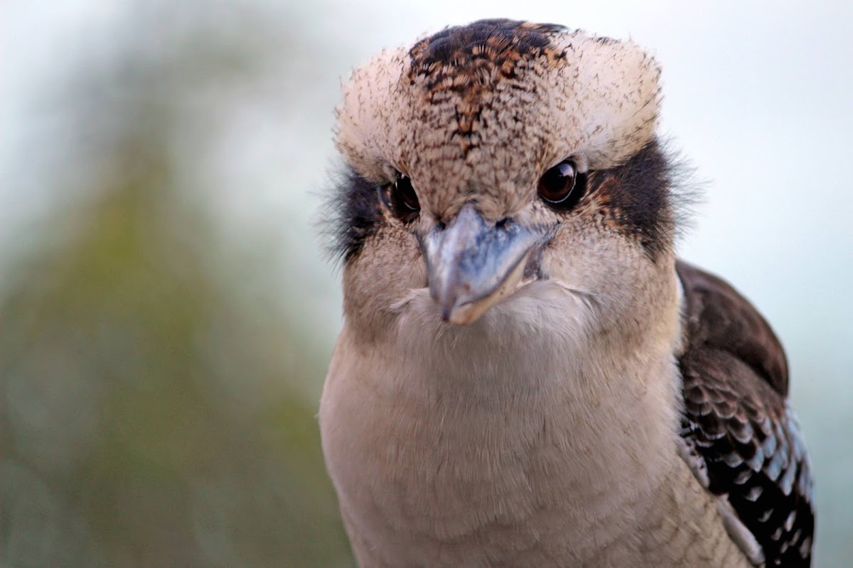 Kookaburra