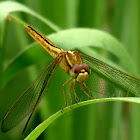 Scarlet skimmer, female