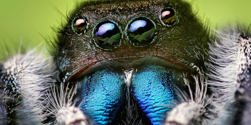 免費下載個人化APP|Big Spiders Live Wallpaper app開箱文|APP開箱王
