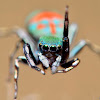 Metalic Green Jumping Spider