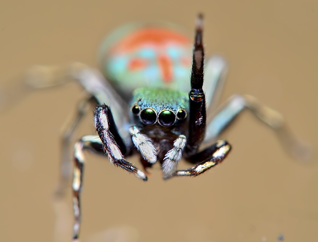 Metalic Green Jumping Spider