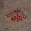 Virgin Tiger Moth