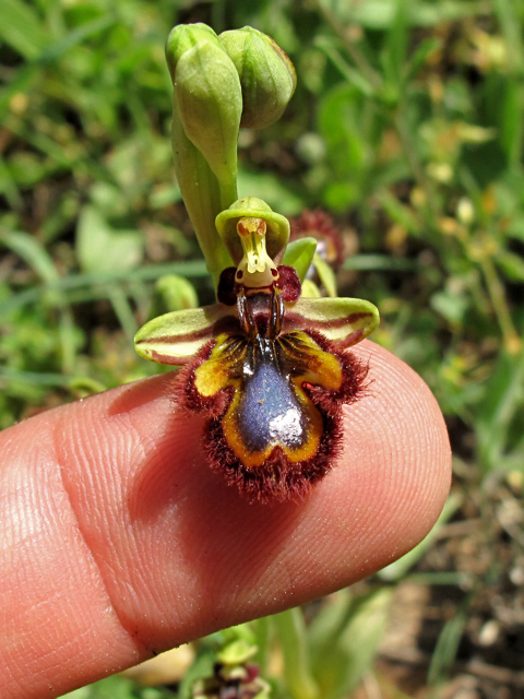 'Bee' Orchid