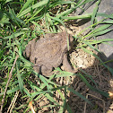 Common toad