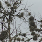 Ladder-backed Woodpecker