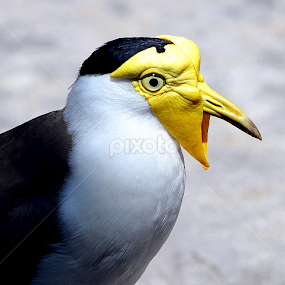 Masked lapwing by Milton Moreno - Animals Birds