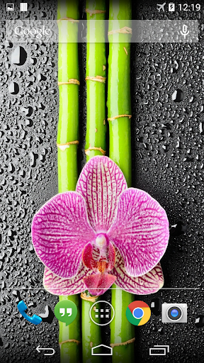 Orchid And Bamboo Wallpaper