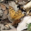 Common Brown (male)
